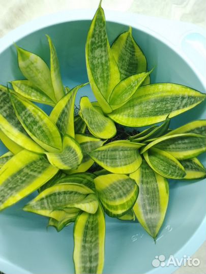 Комнатные домашние растения