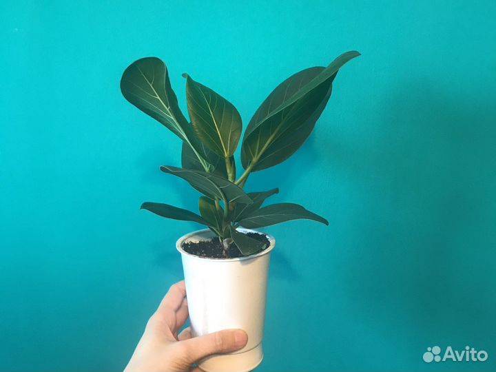 Сансевиерия (раз.сорта) и др.раст-ия (от 12.08.23)