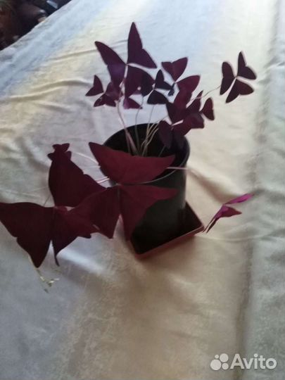 Кислица детки