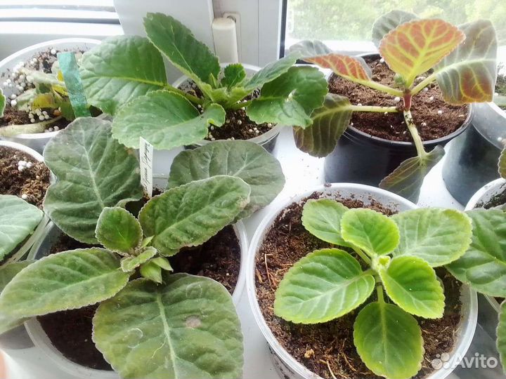 Фиалки цветущие в горшке