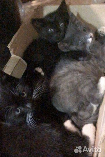Котята в добрые руки даром