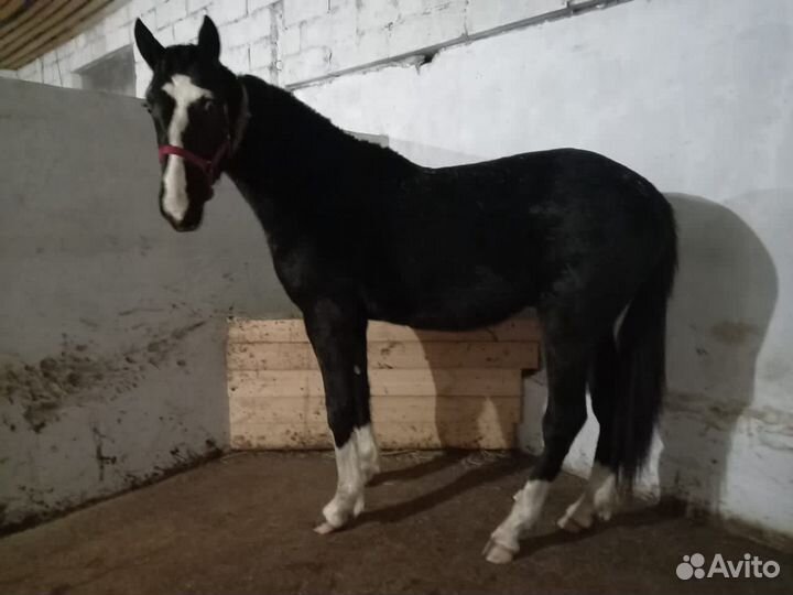 Продается конюшня (животноводческая ферма)