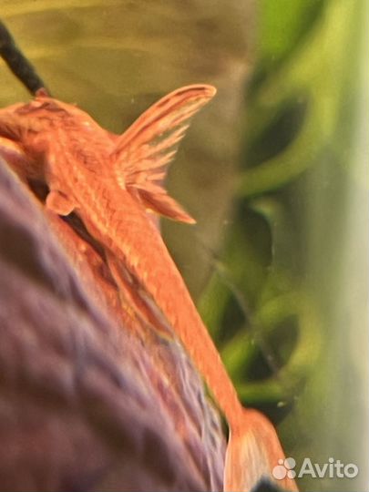 Продам аквариум 330литров