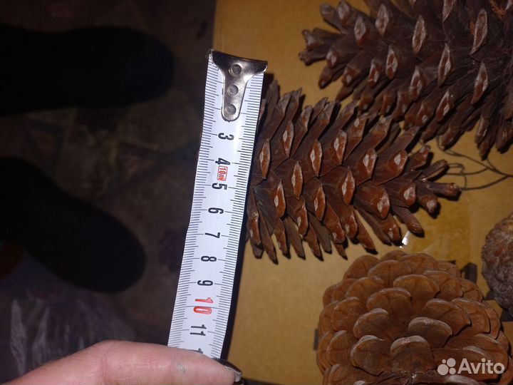 Огромные шишки для декора и поделок