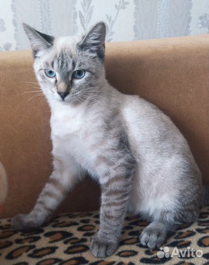 Котик ищет семью