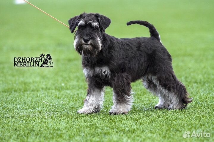 Цвергшнауцер