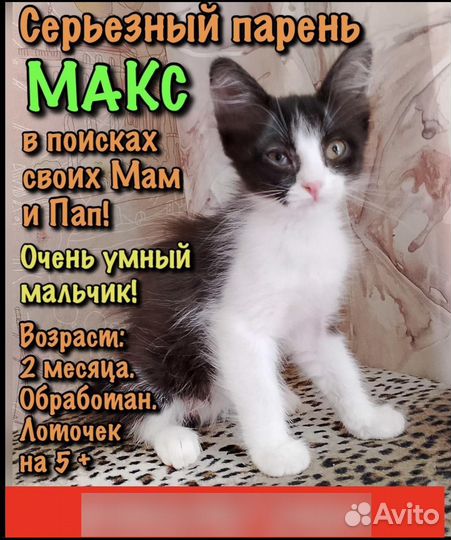 Котенок