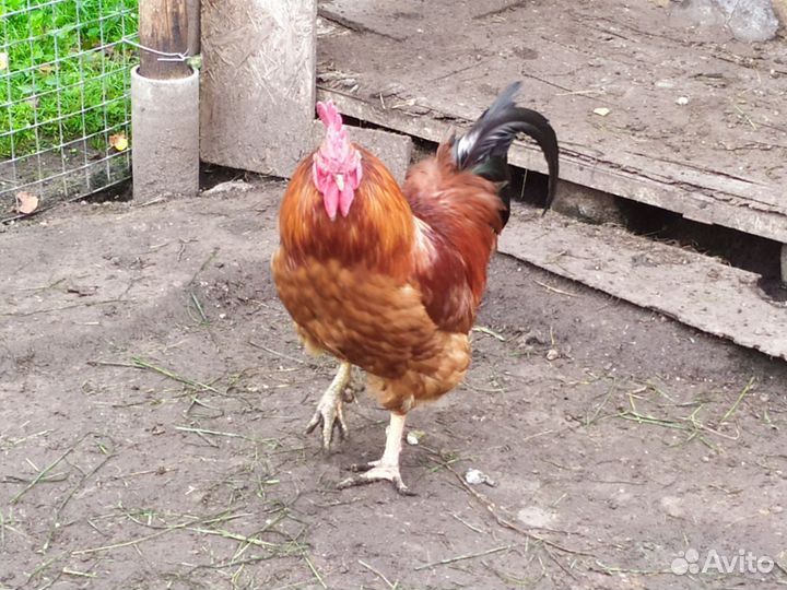 Куры петухи