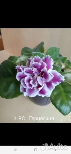 Цветущие фиалки стартеры