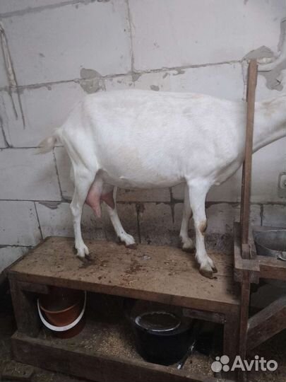 Козы зааненский две за 25 тыс
