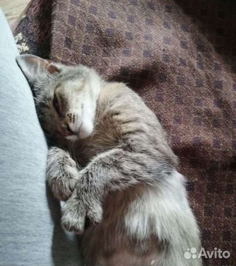 Самая ласковая Адель, стерильна