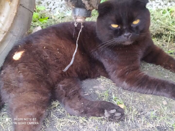 Шотландский вислоухий кот