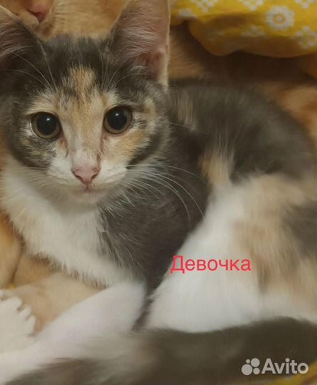 Отдам котят