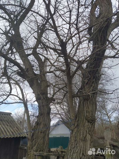 Белая акация