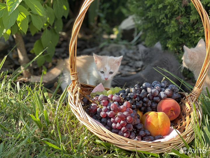 Котята Турецкая ангора