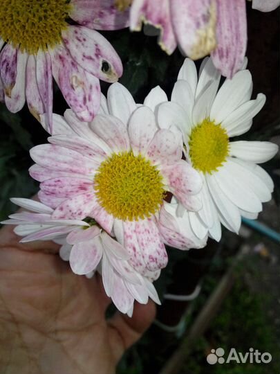 Хризантемы