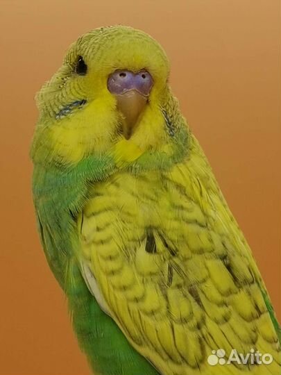 Птенцы волнистого попугая