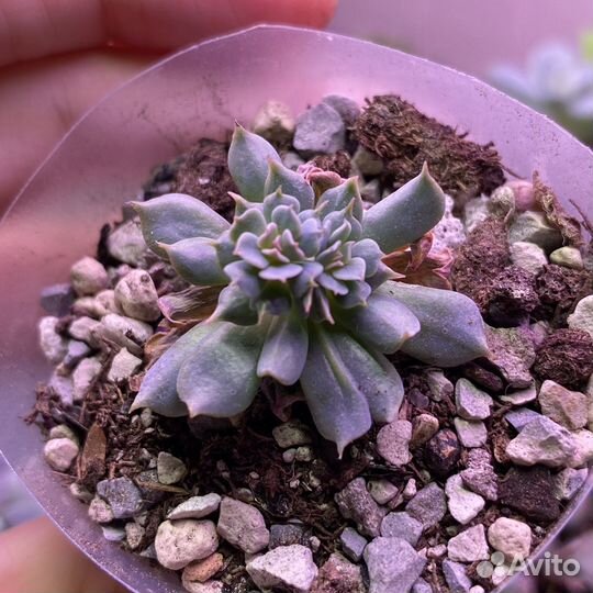 Суккуленты echeveria разные