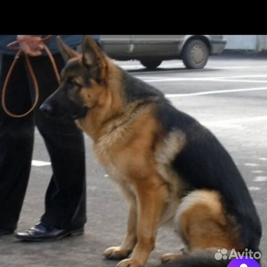 Продажа щенков немецкой овчарки