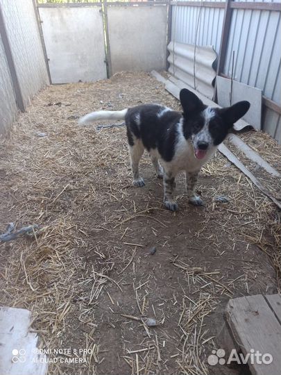 Мальчишке нужен дом