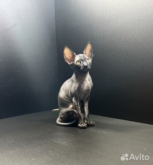 Девочка Корниш-рекс