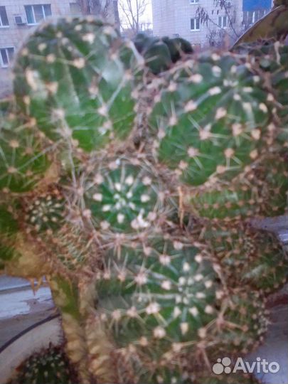 Кактусы разные