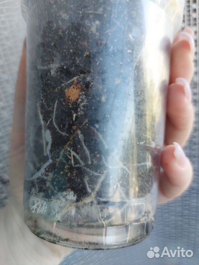 Фикус эластика Тинеке