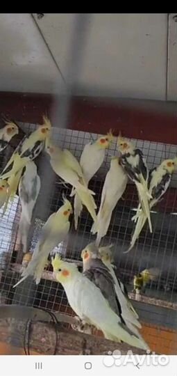 Попугай корелла птенцы домашнего разведения