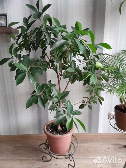 Фикус лировидный