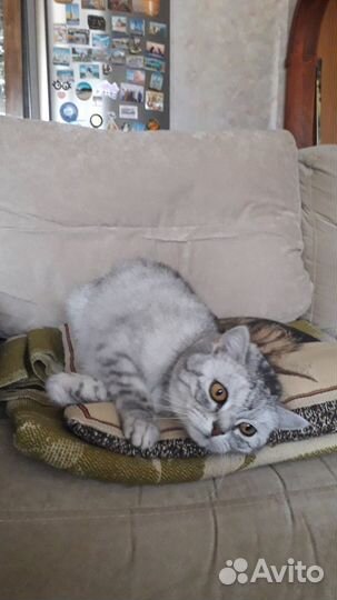 Отдам кота в добрые руки