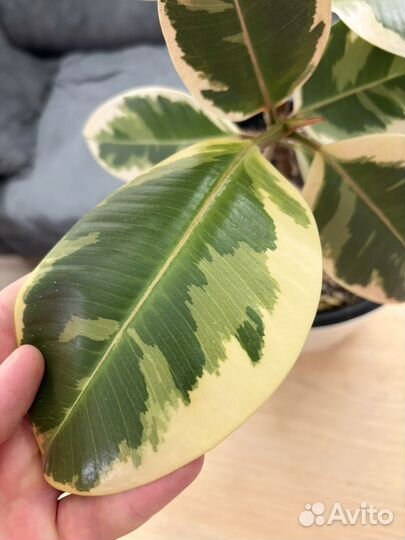 Фикус эластика вариегатный