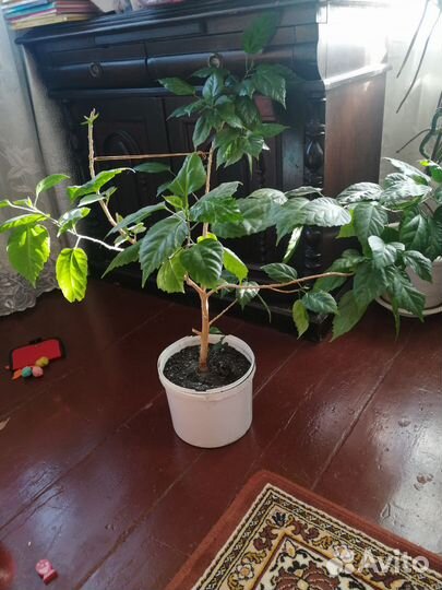 Сотовой махровый гибискус