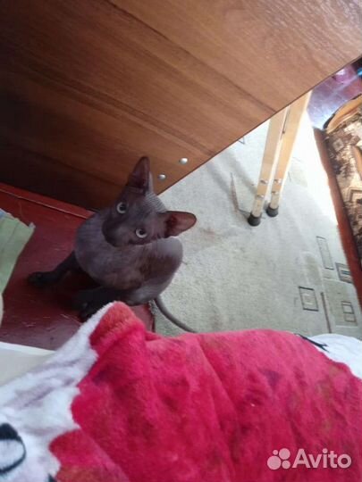 Канадский сфинкс