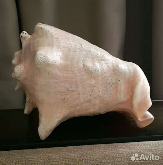 Поющая раковина, горн, дункар, конх, шанкха