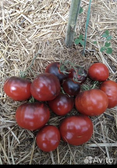 Рассада томатов коллекционных сортов