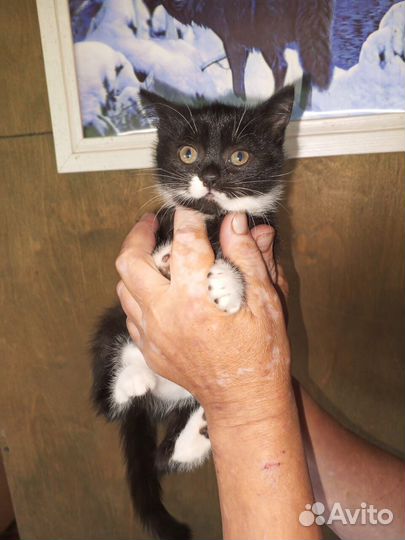 Отдам добрых котят в добрые руки)