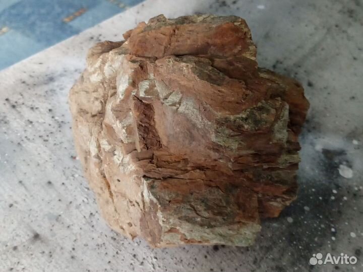 Окаменелое дерево