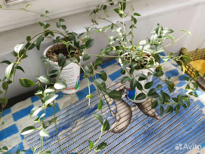 Барвинок вьющийся/многолетник