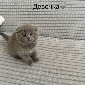 Шотландские вислоухие котята