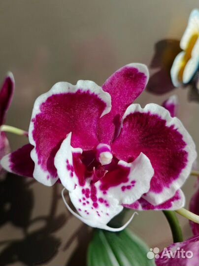 Орхидея фаленопсис Санта Клаус