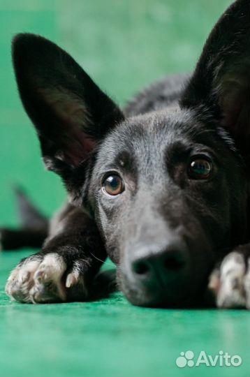 Щенок в добрые руки