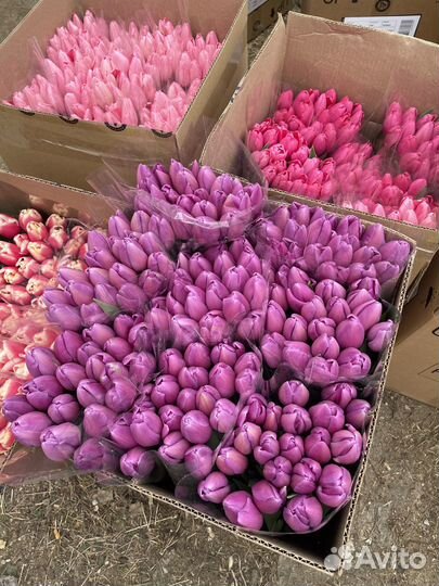 Тюльпаны оптом