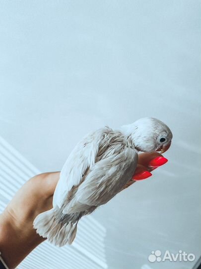 Поругай неразлучник ручной