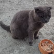 Найдена кошка вислоухая, Сочи