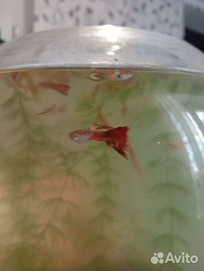 Рыбки гуппи