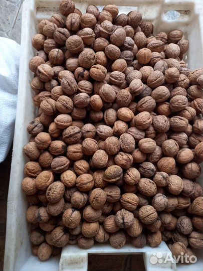 Продам грецкий орех в скорлупе
