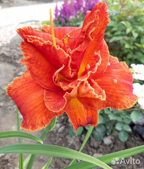 Лилейник Мозес Файер, Авесом Блоссом