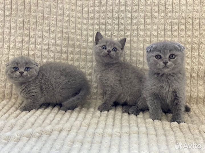 Вислоухий плюшевый котик