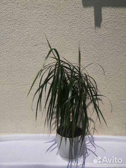 Фикус бенджамина, фикус, драцена, спетефиллум