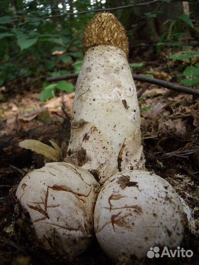 Гриб веселка и другое